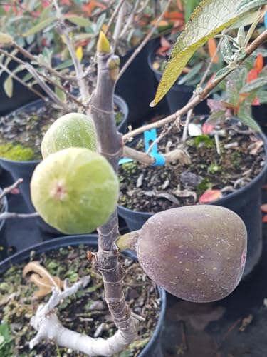 Ficus carica 'Rouge de Sologne' / Figuier 'Rouge de Sologne' / Conteneur de 3 à 4 litres/Arbuste Fruitier