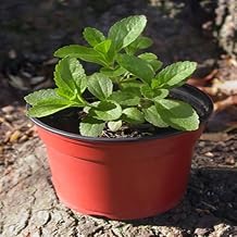 Stevia Plant Seeds Green 60pcs