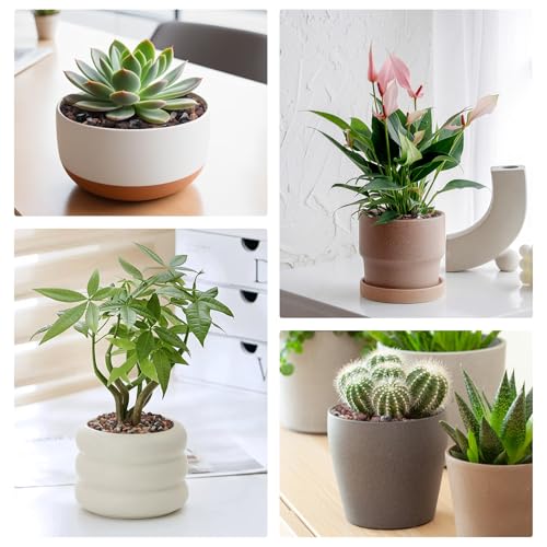 Image of 5lbs Mix Horticultural Lava Rocks for Plants, 1 /5 Inch Potting Soil Amendment for Succulents, Cacti, Bonsai, Decorative Gravel Plant Drainage Volcanic for Terrarium, Top Dressing