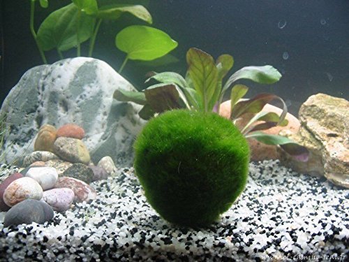 Boules de mousse géantes Marimo vivantes (~ 5,1 cm) + 1 Boule de mousse Marimo nano