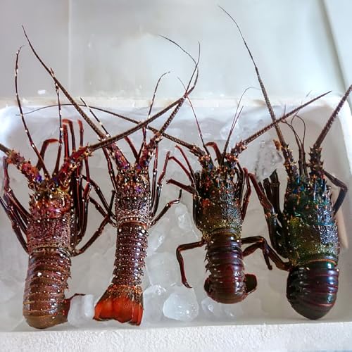 [よるとも]沖永良部島産!天然の伊勢えび 1kg(1匹)