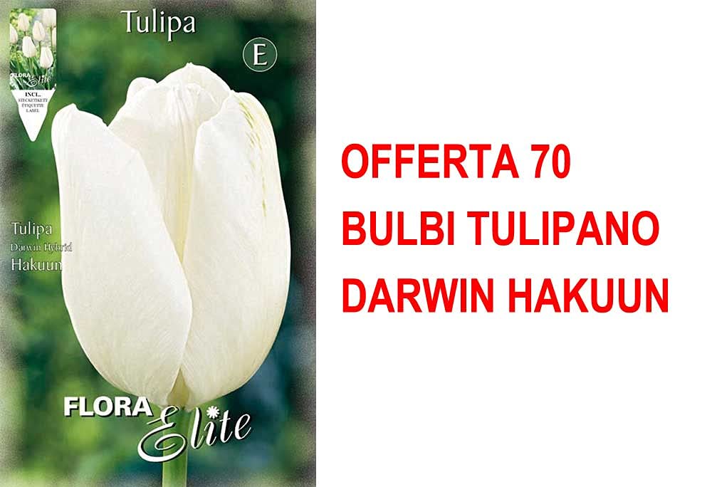 BULBI AUTUNNALI OFFERTA 70 BULBI TULIPANO DARWIN HAKUUN