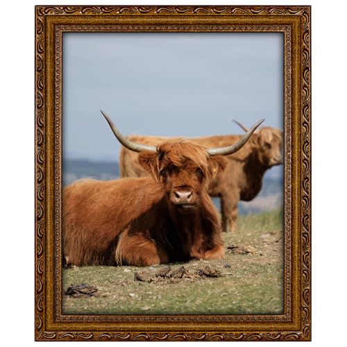 Image of 11x14 Picture Frame Wood Vintage 14x11 Picture Frame Gold | Real Glass, Matted 8x10 or 11 x 14 Photos, Easy Photo Changes, Wall Hanging