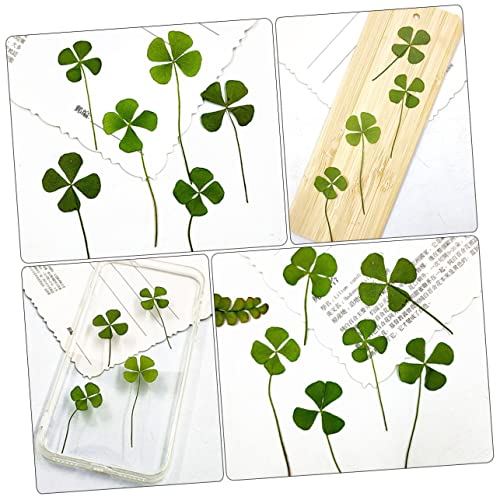 Plantas de trébol de cuatro hojas secas naturales Luxshiny 24pcs miniatura 5