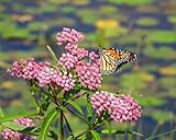 Milkweed Plants, Very Attractive, Great Pollinators - Asclepias Incarnata (1 Plant)
