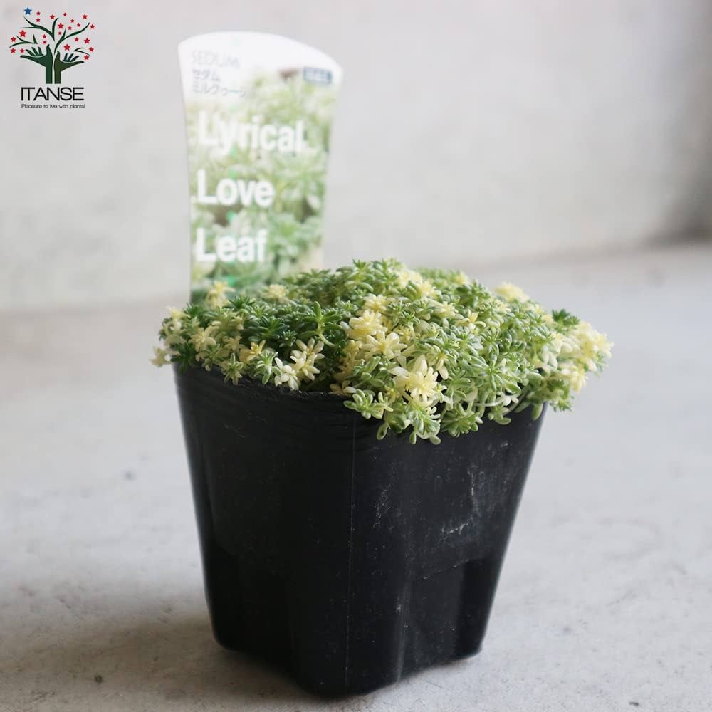 多肉植物 斑入りセダム ミルクゥージ　正規品ラベル付　抜き苗 楽天市場】多肉植物 seセダム ミルクゥージ 多肉植物 セダム 9cm