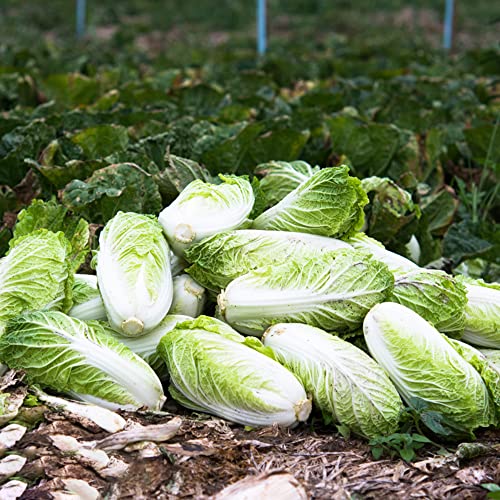 col china de balcón resistentes semillas orgánicas resistentes balcón invernadero semillas de perennes pak choi variedades tradicionales verdes 450pcs