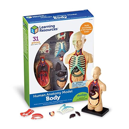 Learning Resources Human Body Model, Science Classroom Demonstration Tools, Realistic Human Anatomy Display, 31Piece, Grades 3+, Ages 8+
