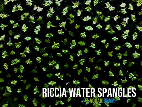 Aquarigram Rare Floating Plant Combo (Velvet Water Spangles, Riccia Water Spangles, Giant Duckweed) #TOP2