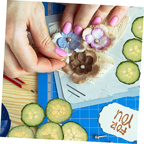 Rodajas Naturales de Pepino Seco Presionado para Manualidades 12 piezas miniatura 4