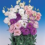 Outsidepride Lisianthus Magic Flower Seed Mix - 100 Seeds