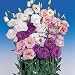 Outsidepride Lisianthus Magic Mix - 100 Seeds