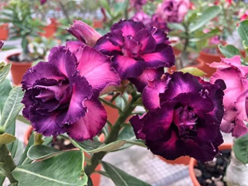 M-Tech Gardens Rare Desert Rose Adenium 10 Seeds Pack - Variety: ADM53 (B09MTXS1BN) Amazon Price History, Amazon Price Tracker
