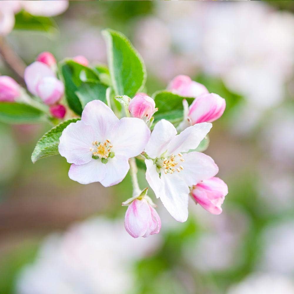 Brighter Blooms - Granny Smith Apple Tree, 6-7 ft. - No Shipping to AK, AZ, CA, HI, ID, OR, WA
