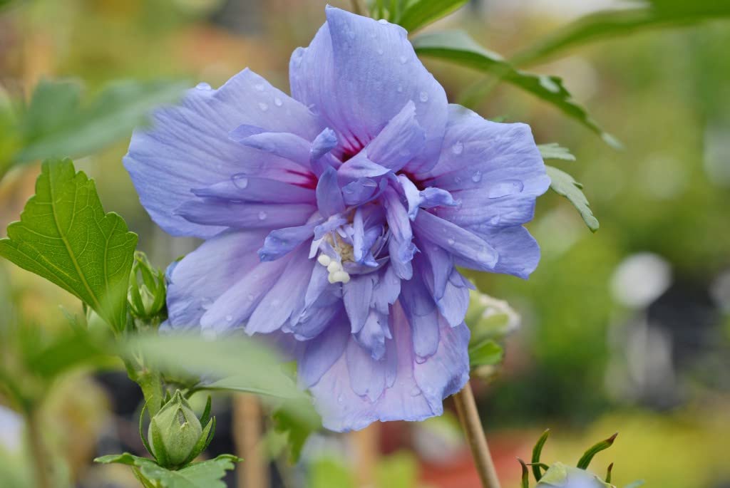 Suttons Hibiscus ‘Blue Chiffon’ Hardy Perennial Shrub Outdoor Garden Potted Flower Plant, Long Flowering Period, Ideal for Borders, Patios and Containers (1 x 10 Litre Pot)