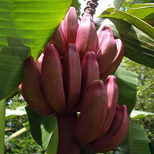Portal Cool Musa Velutina, Velluto Pink Banana Pink Dwarf Banana Banana Platano - 12 Semi