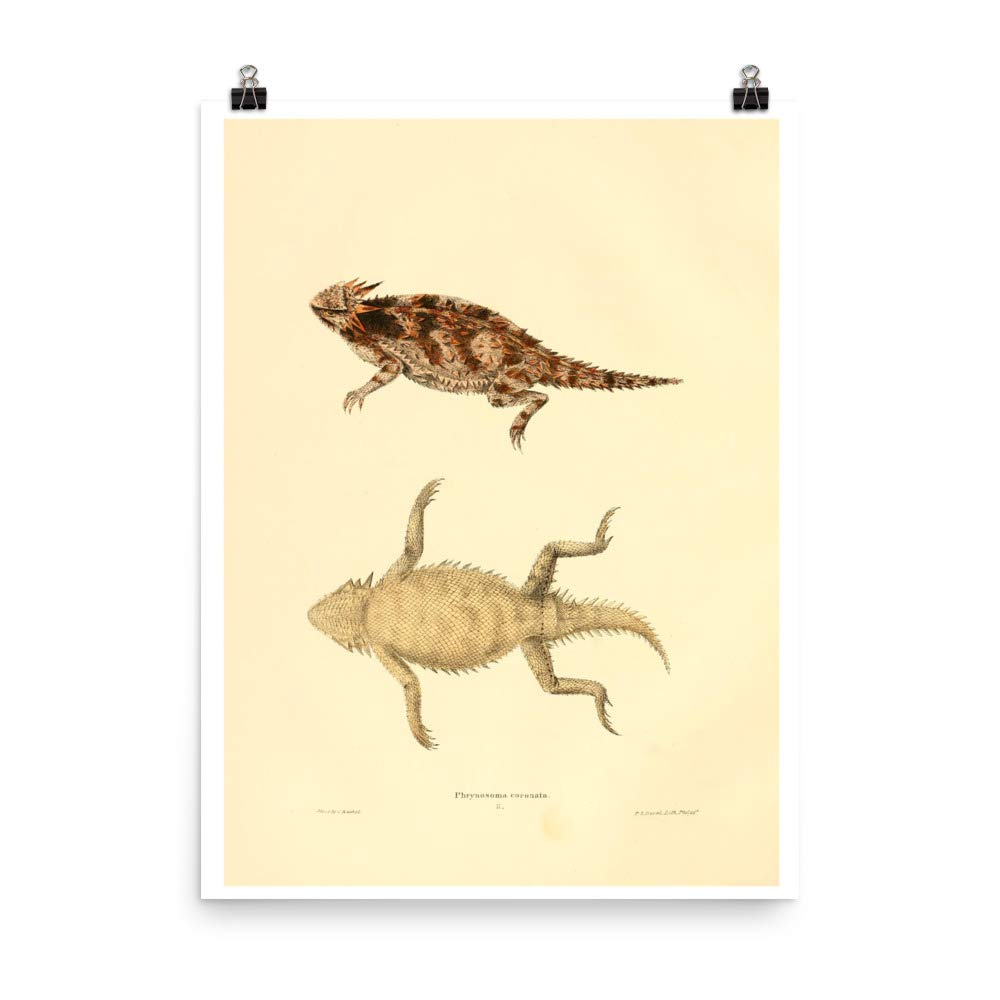 Poster reptile 1836 cadeau idéal passionné nature et zoologie affiche lézard vintage décoration
