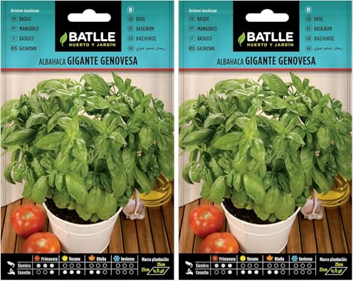 Graines aromatiques de Batlle - Basilic géant génois (4g), vert (Lot de 2)