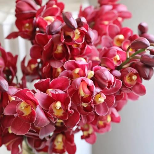 semillas de orquídeas - para invitados cymbidium hybridum, verdes exóticas orquídeas decoración jardín variedades antiguas 300pcs