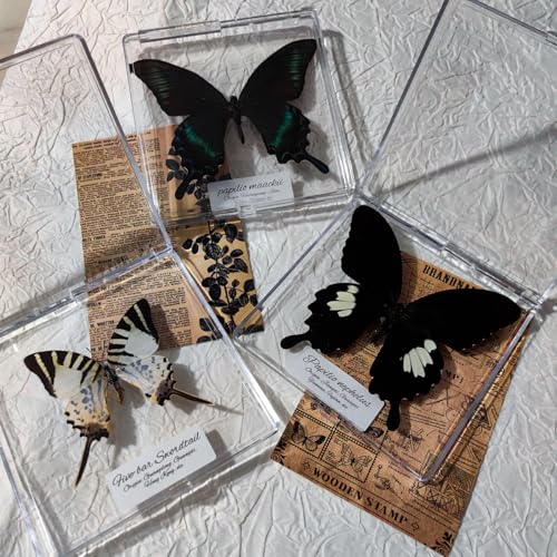 8pcs Handcrafted Framed Real Butterfly Artwork: Stunning Decor and Gift for Home, Office, Birthday, Gallery, Classroom, Science Fair and More