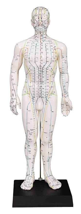 See full amazon price history chart for ACS Acupuncture Points Human Body Model Male Or Female Clear Meridians Human Modelsz (50 Cm) ACS Acupuncture Points Human Body Model Male Or Female Clear Meridians Human Modelsz (50 Cm) (B09B546YPH) Amazon Price History, Amazon Price Tracker