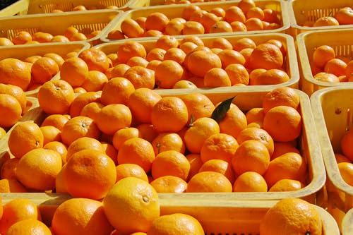 Le Auto EXP ݂ 2kg lߍ킹 a̎R Lc݂  Q Ε a v[g j  Iʍ   Ӑ t[c}CX^[ďC Mtg