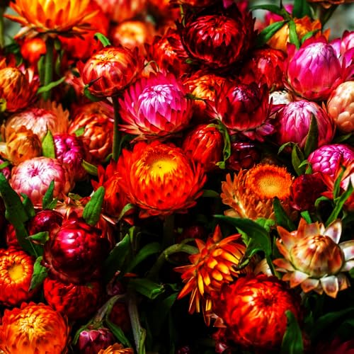 Mixrug 2500+ Perennial Strawflower Seeds for Planting-Straw Flower Seeds-Shade Wildflower Seed Attracts Bees&Butterflies Fragrant Butterfly Non-GMO Heirloom for Home Outdoor Garden