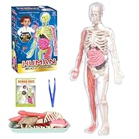 Human Body Model, 32cm 3D Human Torso Anatomy Model Kit Glow in the Dark, DIY Full Size Skeleton Kit, Learning Anatomical Skeleton Model, Removable Human Body Science Kit