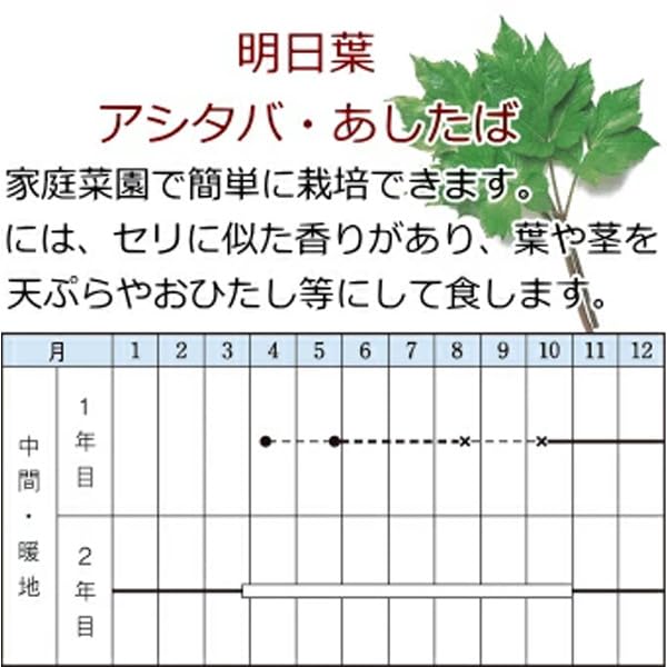 Amazon.co.jp: アシタバ 10.5cmポット苗 : DIY・工具・ガーデン Amazon.co.jp: アシタバ 10.5cmポット苗 : DIY・工具・ガーデン