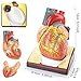 Human Body, Human Heart, Torso, and Skeleton Models - Anatomy Model Bundle Set of 3 Hands-On 3D Model Study Tools for Anatomy and Physiology with Guide Manual Medical Student or as Educational Kit
