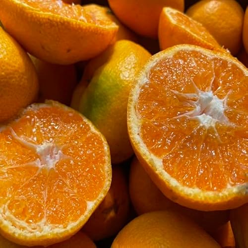 特に訳ありみかん3kg(+約0.2kg多め)訳あり 不揃い 傷 汚れ有 愛媛県産 フルーツ 美味しいみかん 果物 くだもの 温州みかん 柑橘類のサムネイル