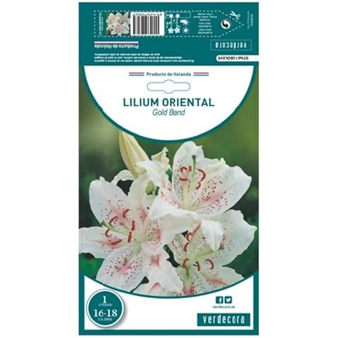 Bulbo flor Lilium Oriental Azucena natural Cover