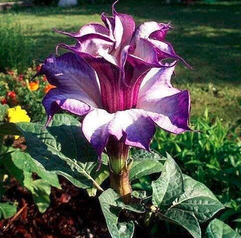 Kucus 20 Purple Moonflower Seeds Gorgeous Night Blooming Beautiful Garden Flower Home Decoration