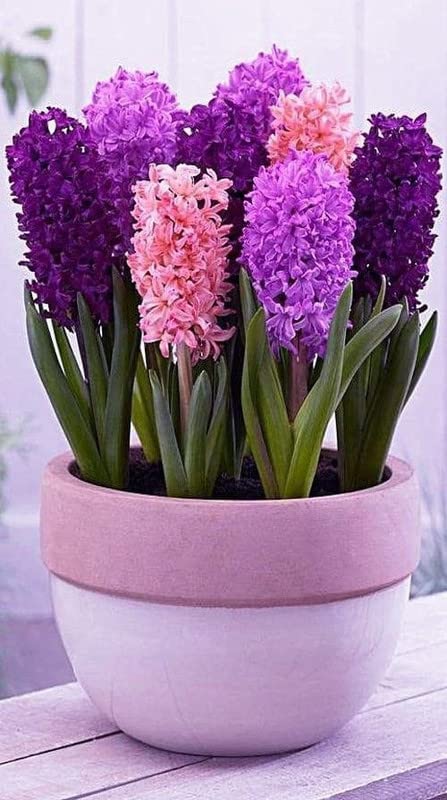 Ritz Farming� Imported Hyacinth Flower Bulbs winter blooming plant Flower Bulbs for your indore Home and Gardening design v PACK OF 1 (B0BLVZBVKG) Amazon Price History, Amazon Price Tracker