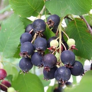 Saskatoon Serviceberry, Amelanchier alnifolia, 100 Seeds (Edible, Fall Color, Hardy)