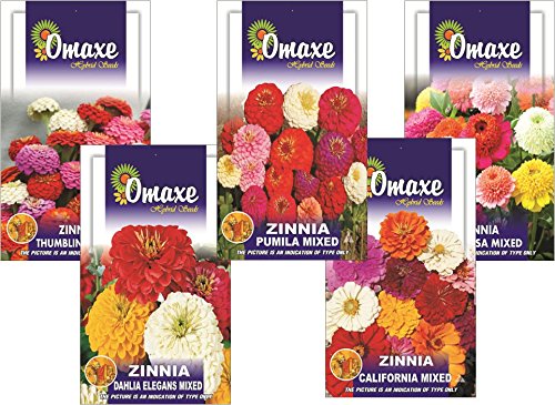 Indica Zinnia Mixed Collection of 5 Types-image-29