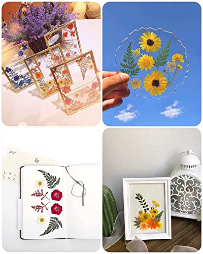 Image of Dried Pressed Real Flowers Colorful Natural Dried Flowers Daisies for Candles Handmade Art & Crafts Epoxy DIY Resin Pendant Jewellery Gifts Accessories Nail Art - Pack of 40 Flowers