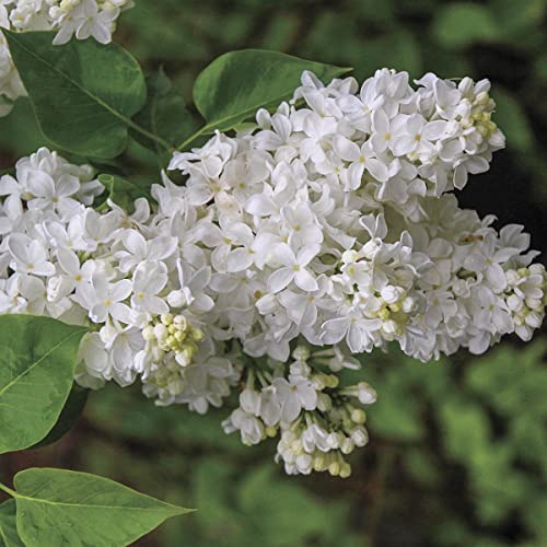SPRING HILL NURSERIES - Snowy Beach Party Southern Lilac - A great lilac for The south - One starter plant grown in a 4 inch pot per offer - Thumbnail 2
