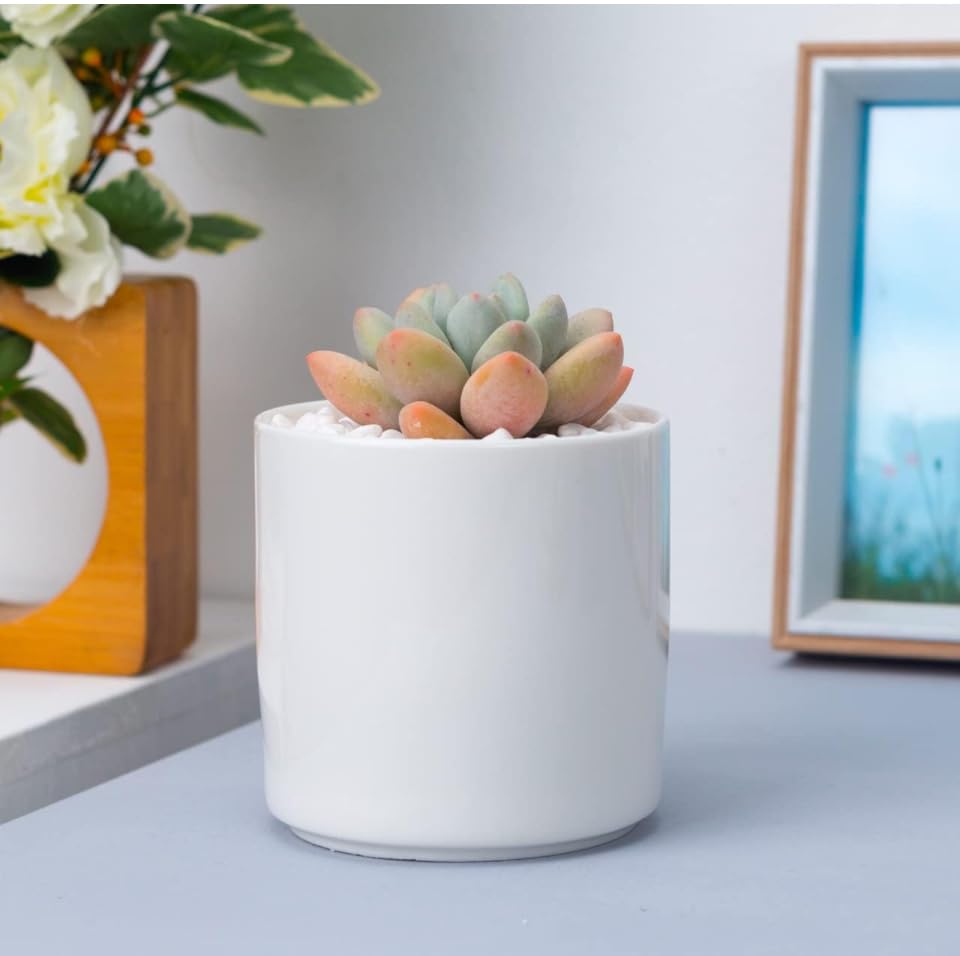 RPS Home Decor Round Shape 4inch Ceramic Pot for Succulent,Cactus,Artificial, Indoor Plants Planter (White, 1 Pot) Without Plants (B0DCSBHGXT) Amazon Price History, Amazon Price Tracker