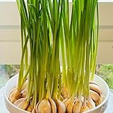 6 piezas ajo vegetal orgánico, Plantas decorativas para lechos de hierbas. Plantar ajo, ajo resistente. Plantas vegetales, plantas de balcón, resistentes. interior jardín de hierbas