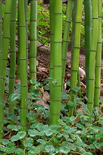 100 Chinese Timber Bamboo Seeds (Phyllostachys Vivax)