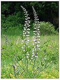 White Wild Indigo (Baptisia alba), Seed Packet, True Native Seed