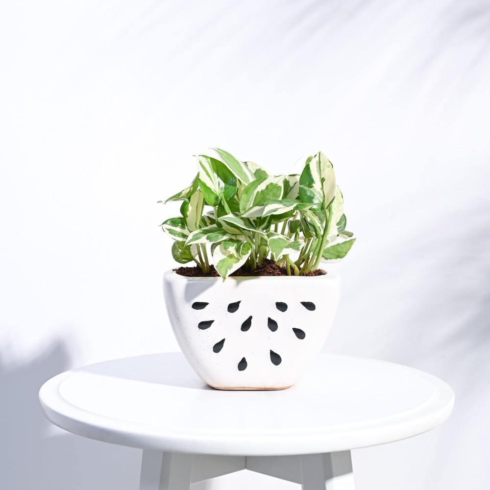 UGAOO Ceramic Watermelon Planter (Bare White, 15 cm x 7.5 cm x 9.5 cm) (B074RJJTTL) Amazon Price History, Amazon Price Tracker