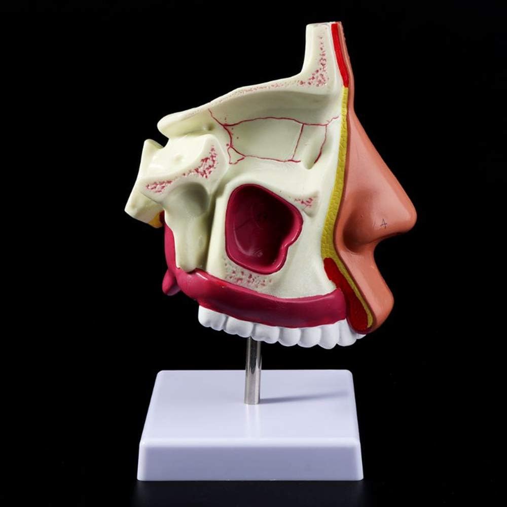 Nasal Cavity Model Human Anatomical Nasal Cavity Throat Anatomy Medical Nose Cavity Structure for Science Classroom Study Display