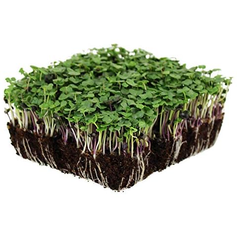 Basic Salad Mix Microgreens Seeds | Non-GMO Micro Green Seed Blend | Broccoli, Kale, Kohlrabi, Cabbage, Arugula, & More (1 Pound) Cover