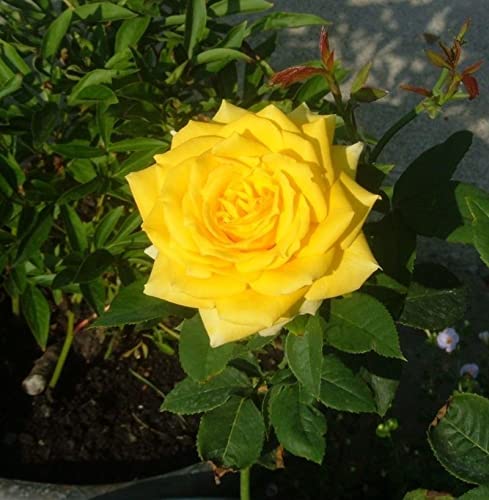 Platones Live Rose Plant-Yellow Rose/Desi Gulab Ornamental Flower Live Plant (B09LYH58LP) Amazon Price History, Amazon Price Tracker
