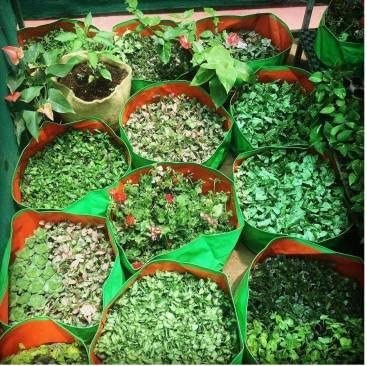 KINGWELL 24x6 Premium HDPE Leafy Grow Bags for Home, Terrace, & Kitchen Gardening | Plant Bag for Vegetables, & Herbs | Round Green Planter | 220 GSM Growing Bags for Spinach (Pack of 2) 1