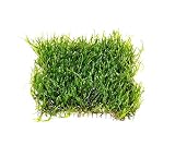 Live Aquarium Moss Plant (Flame Moss Pad (3x3 inch))