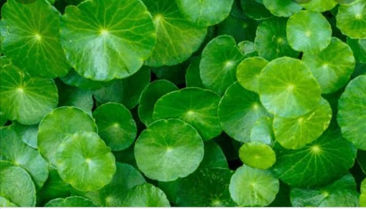 Herbal Plants Live Vallarai Keerai/Indian Pennywort Plant/Malai Vallarai Plant - 1 No (B0BBRNM4D9) Amazon Price History, Amazon Price Tracker