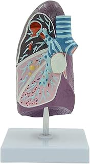 Human pathological Lung Model， 3/4 Life-Size Human Lung Structure Anatomical System Model Anatomical Model of humanuseful SaiFei